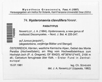 Image of Hysteronaevia clavulifera